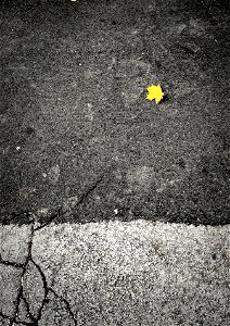 Autumn Leaf