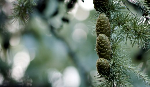 Coniferous photo