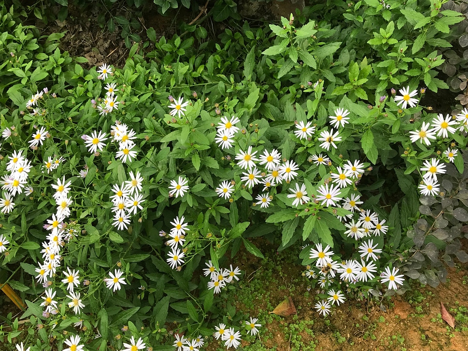 White Daisy flowers at Botanic Garden