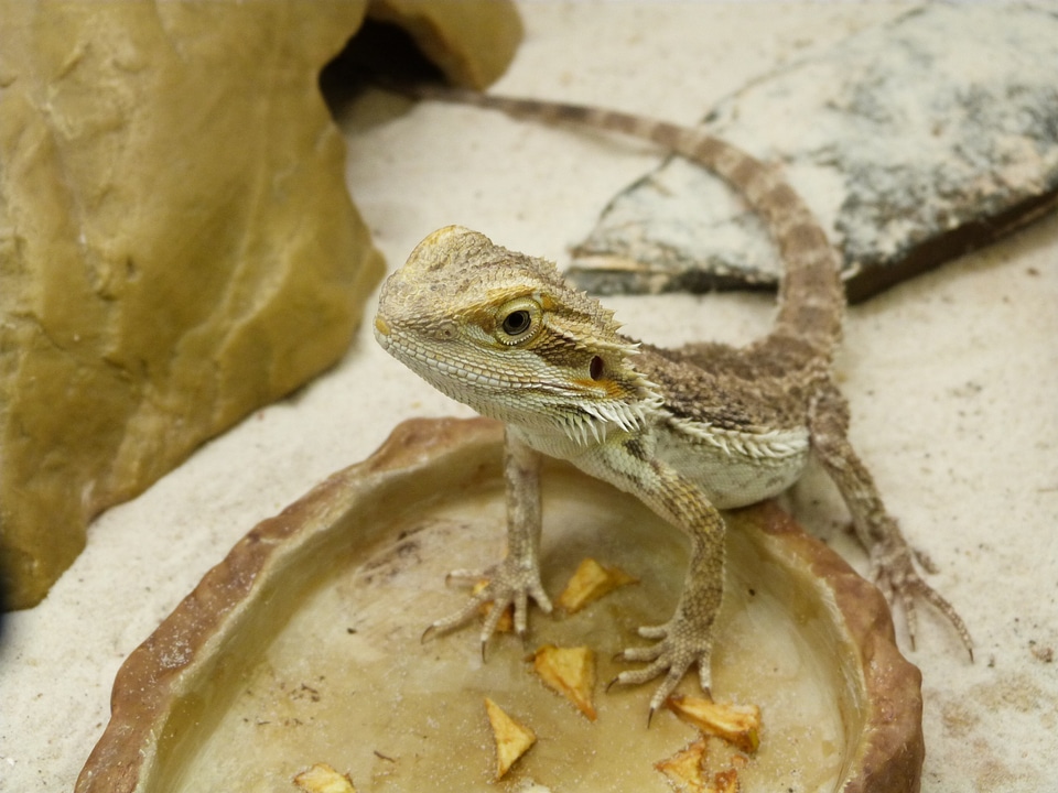 lizard