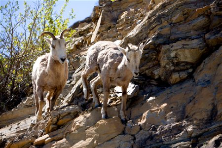 Bighorn Sheep at Glacier National Park