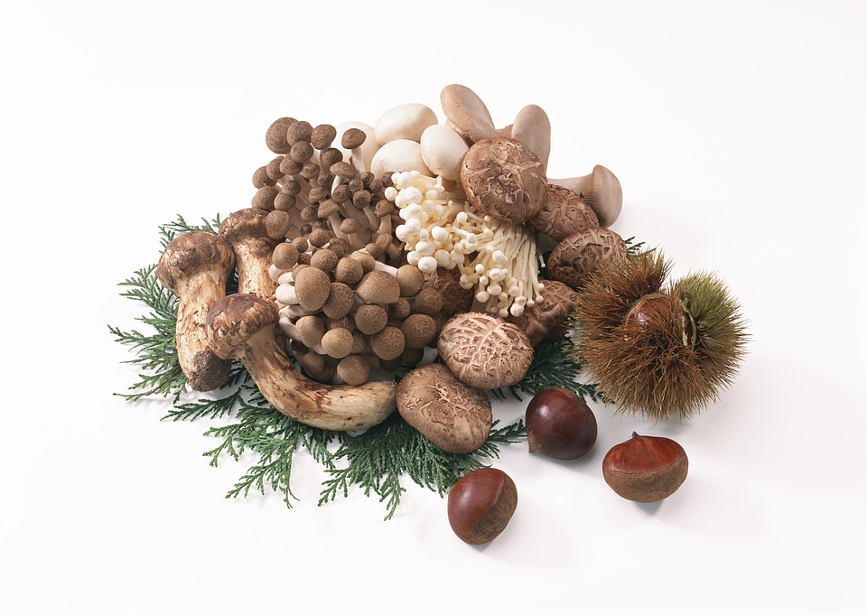 Autumnal still life composition with honey mushrooms