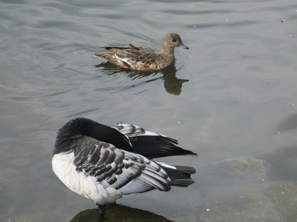 Eurasian wigeon bird animals