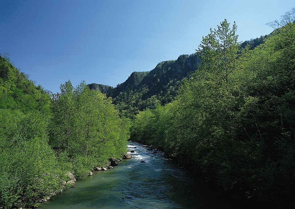 Mountain river among the green forest.