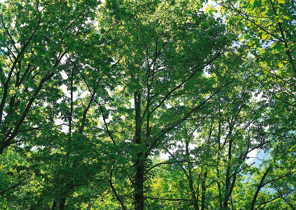 Strong beautiful sunbeams in the forest