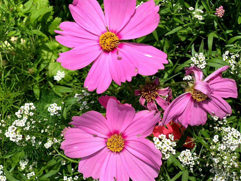 Cosmos and Insects