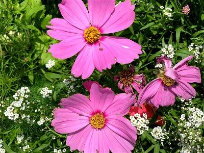 Cosmos and Insects photo