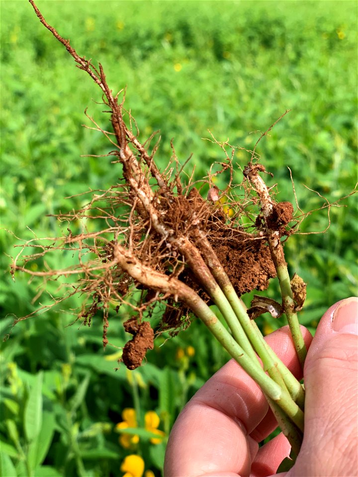 Sunn Hemp Roots Close up