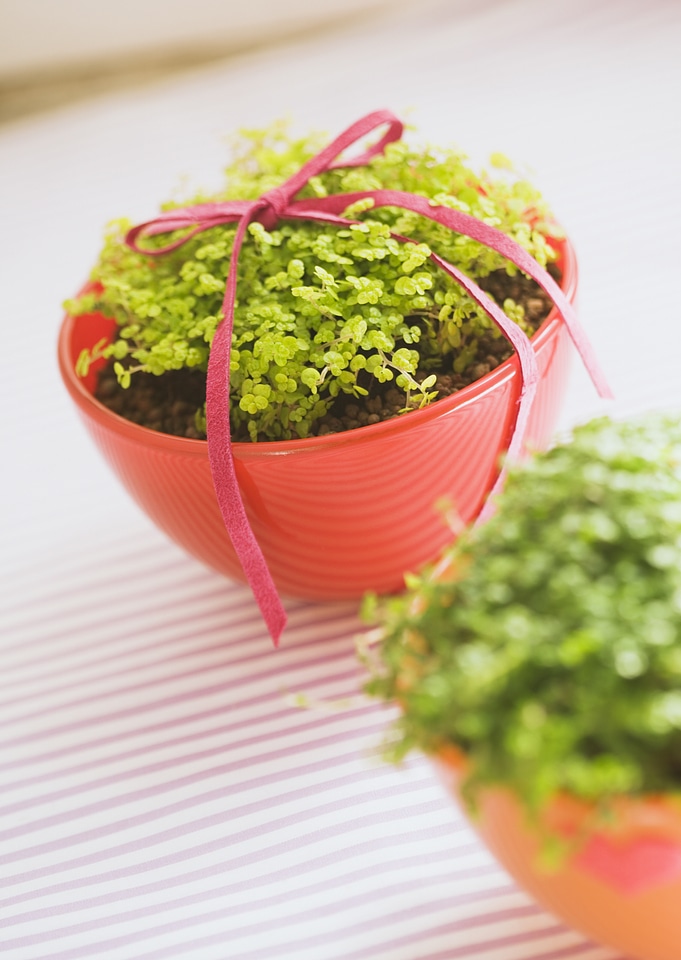 Green indoor plant baby`s tears in a pot