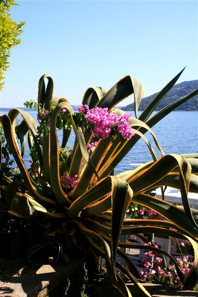 Isola Madre, Lake Maggiore