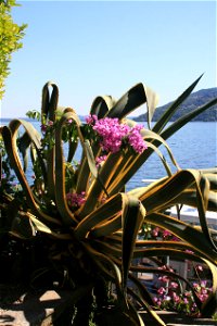 Isola Madre, Lake Maggiore