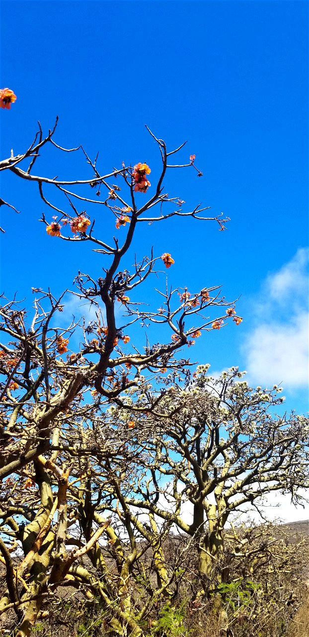 Wiliwili with orange and white flowers