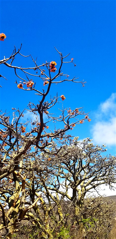 Wiliwili with orange and white flowers