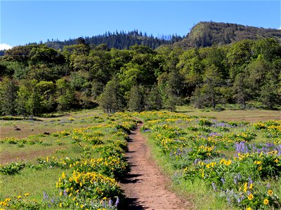 Rowena Crest in OR photo