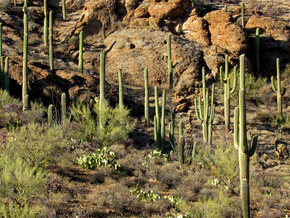 Saguaro NP in AZ photo