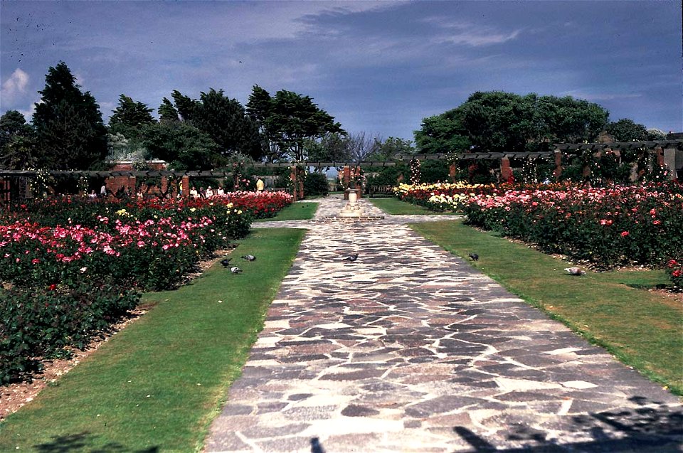 Southsea Rose Gardens 1984