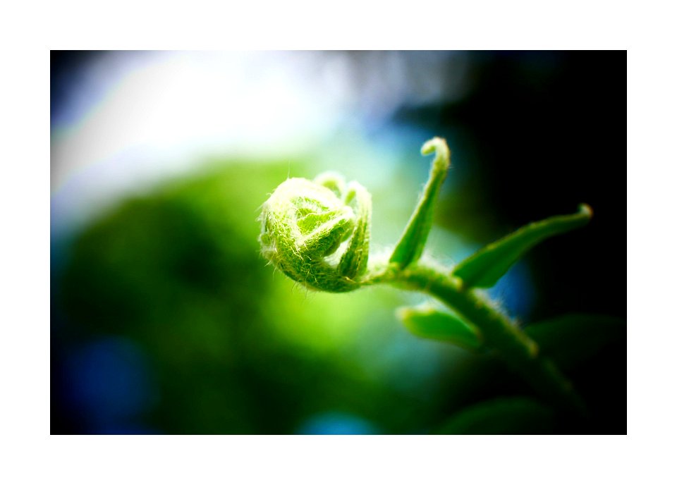 New leaves