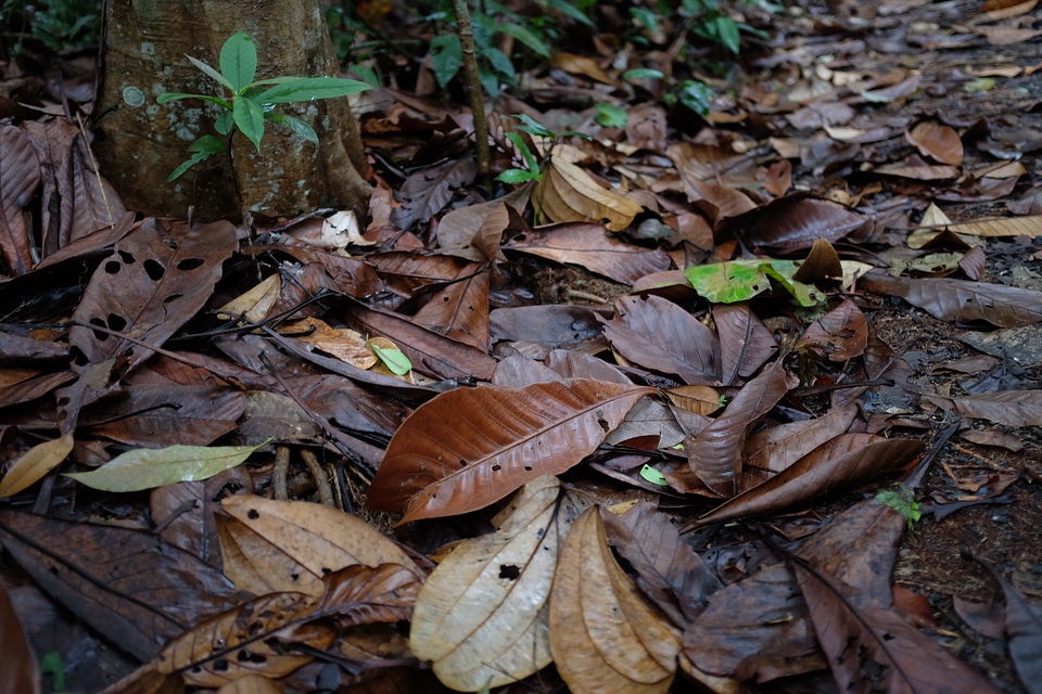 leaves on forest floor