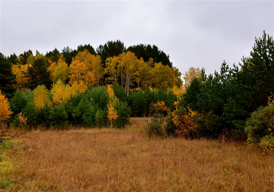 autumn forest after rain photo