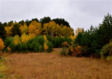 autumn forest after rain photo