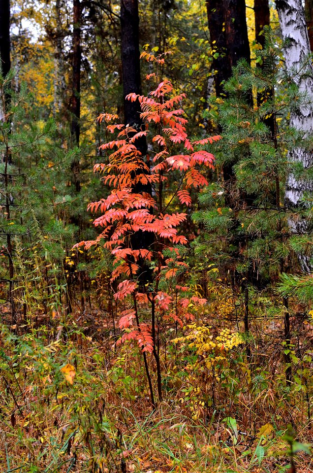 autumn forest after rain photo