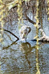 Swan, Chisinau Zoo