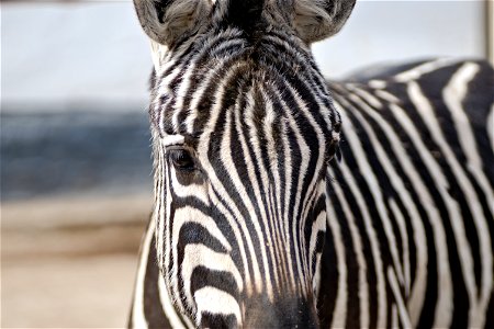 Zebra, Chisinau Zoo