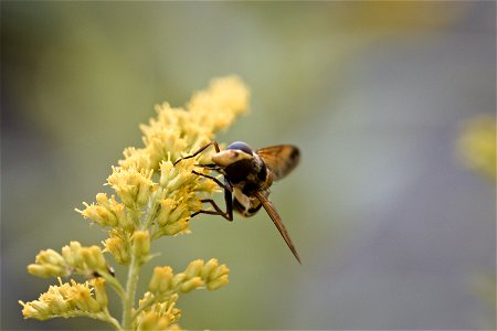 Hover fly photo