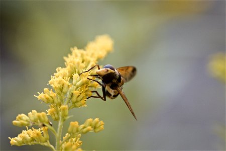 Hover fly