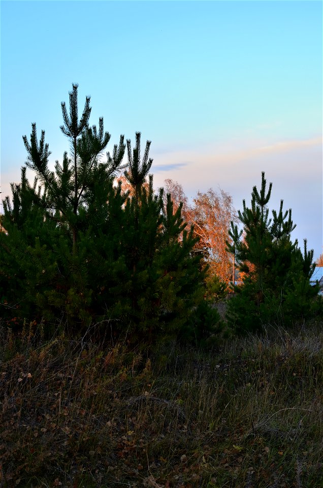 autumn forest at sunset
