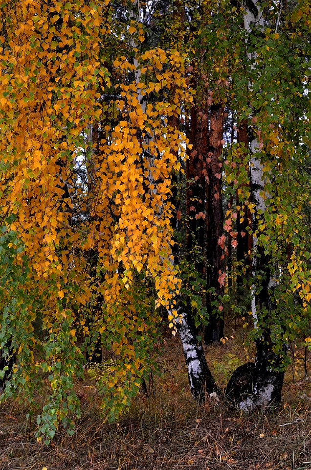 autumn forest after rain photo