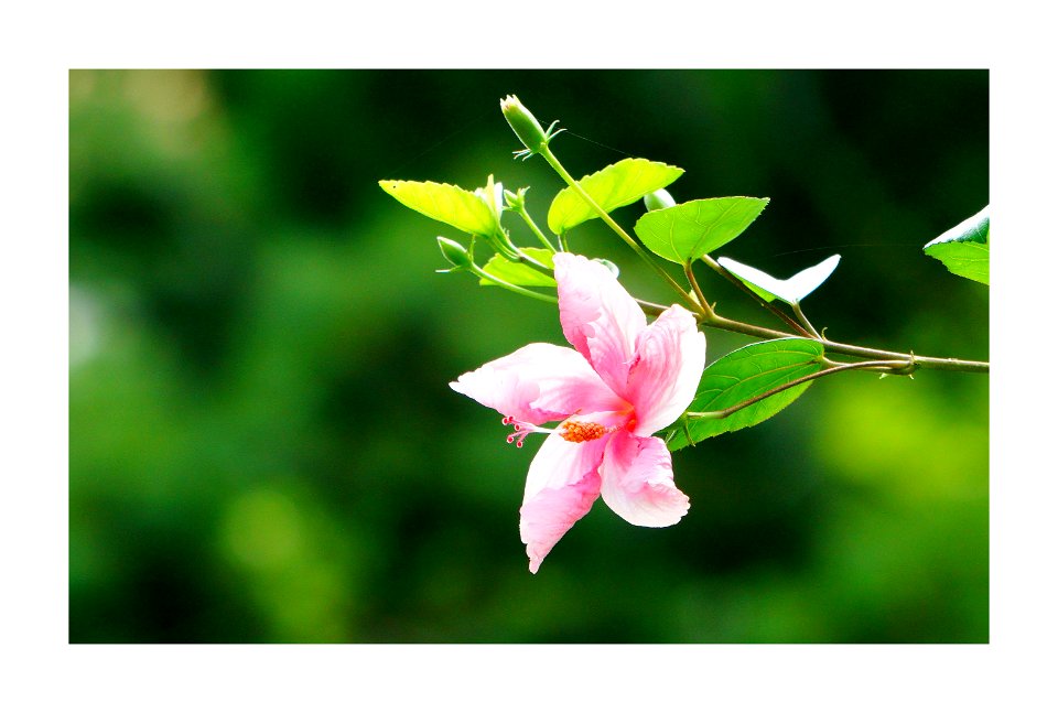 Hibiscus photo