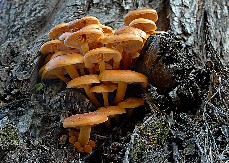a cluster of sulfur tuft
