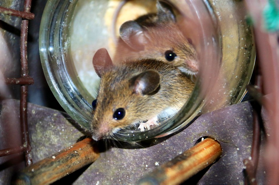 Mice on Peanut Butter