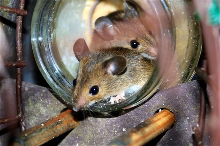 Mice on Peanut Butter photo