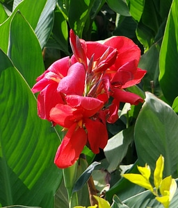Flower red cannaceae photo