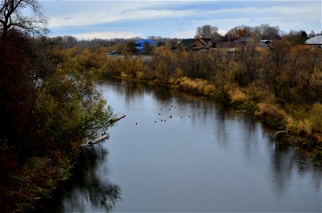 ducks swim on the river photo
