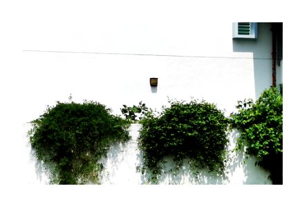 Plants on the wall photo