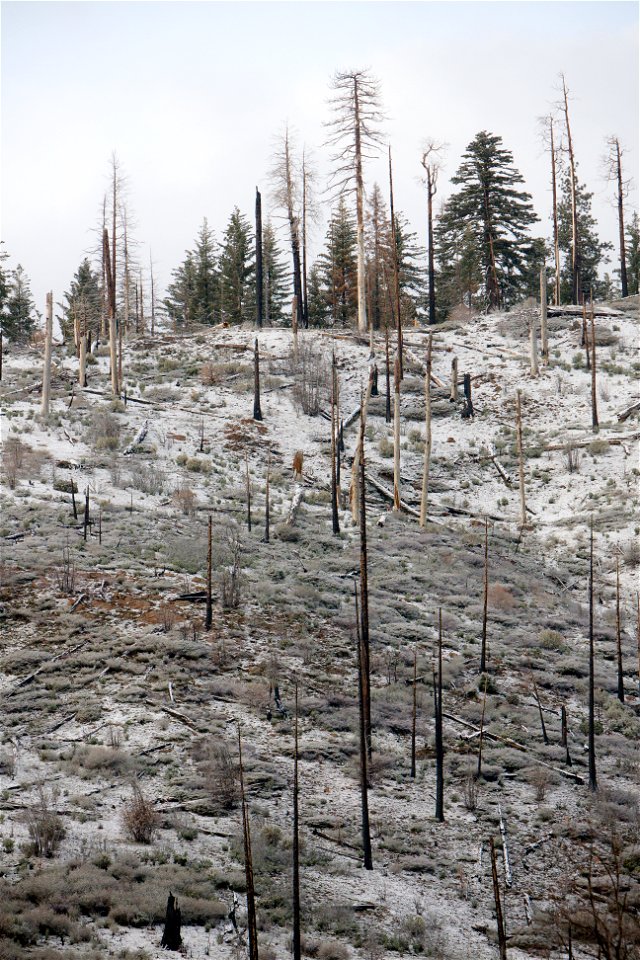 Forest Fire Aftermath