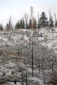 Forest Fire Aftermath photo