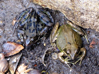 Frogs at Elm Court, June 2018