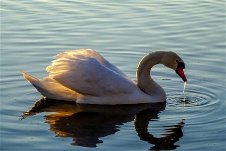 Vili is the  swan.