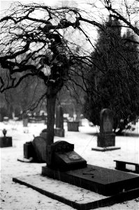 Cemetery diaries VII photo
