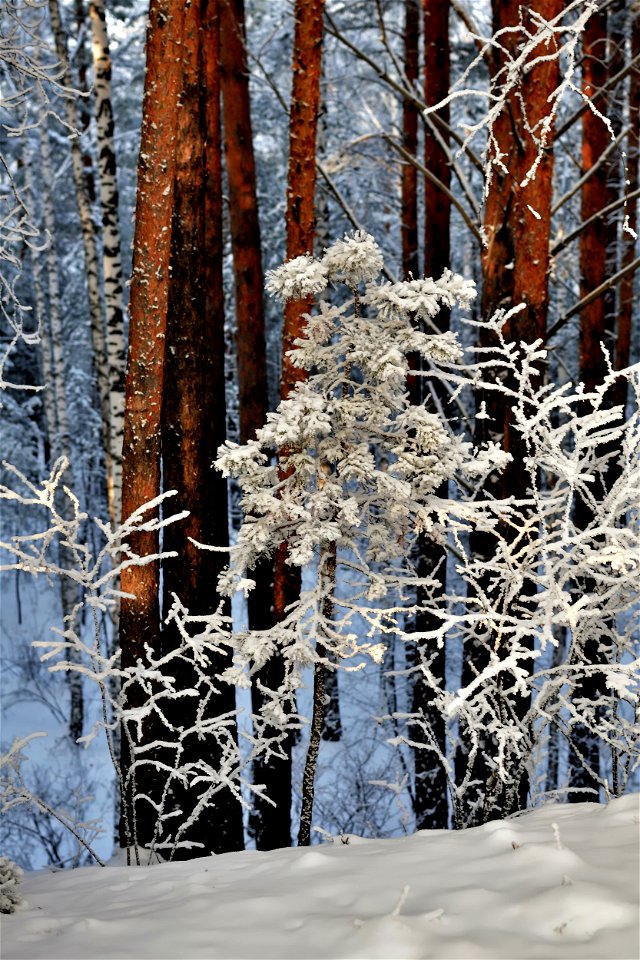 the pine forest was covered with fluffy snow photo