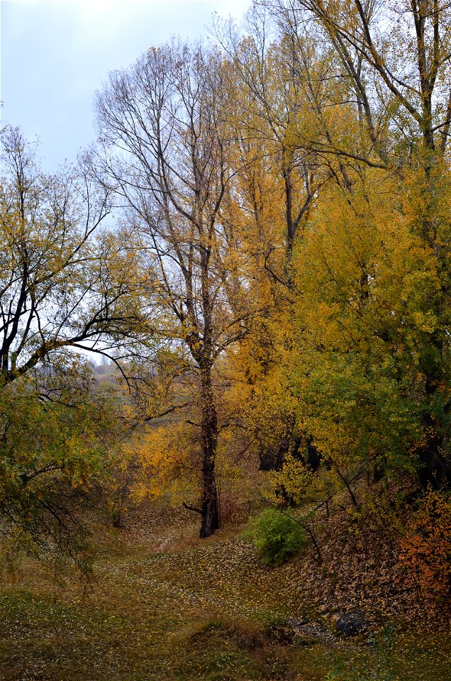forest on a rainy autumn day photo