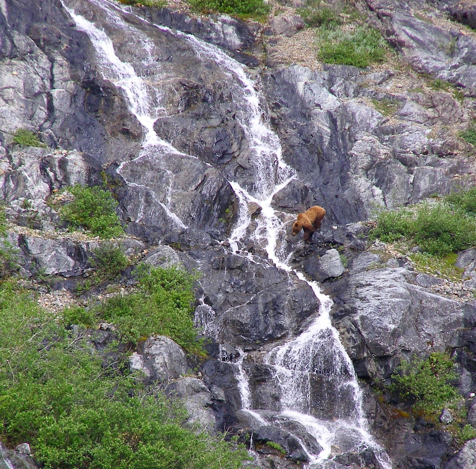 Brown bear in waterfall