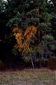 autumn forest at sunset photo
