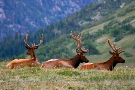 Bull Elk in RMNP photo