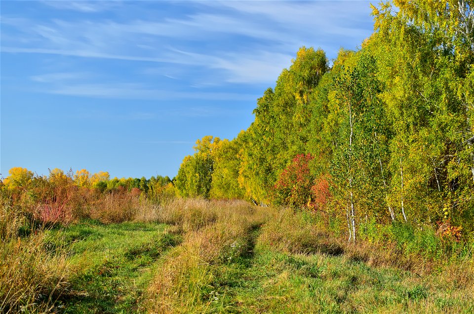 autumn forest by the river