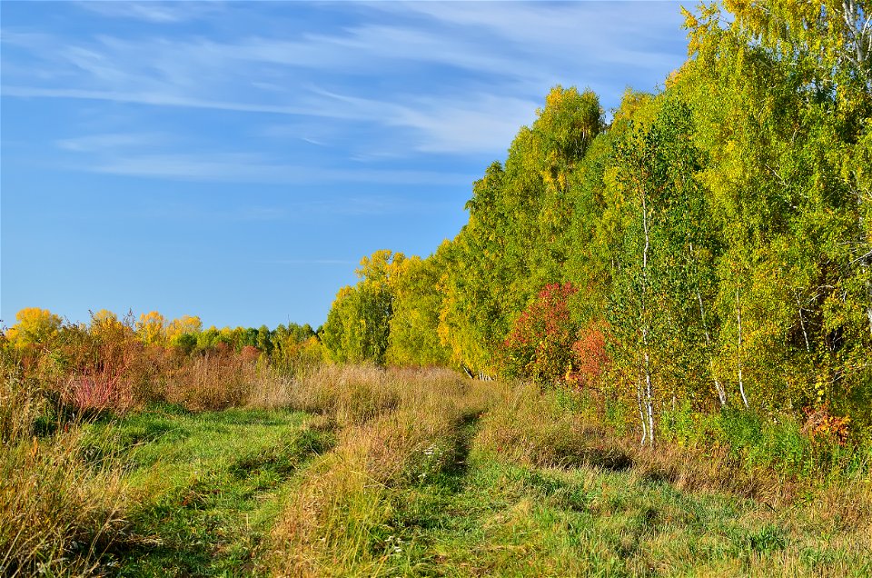 autumn forest by the river photo